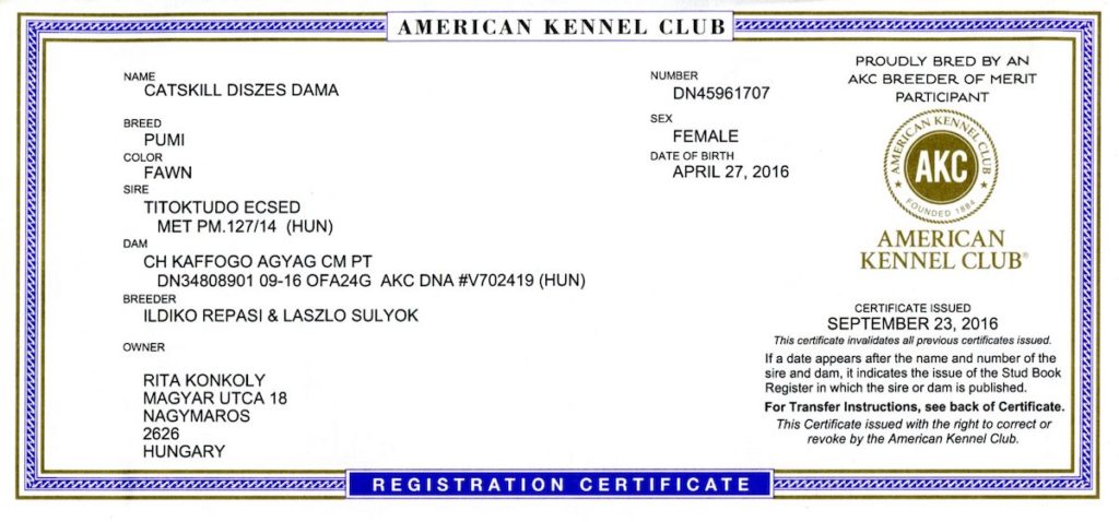 Dáma (Pumi) - AKC Registration